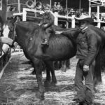 Back when they bucked, Rodeo News, Deb Copenhaver