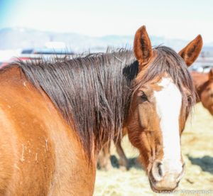 beutler bareback horse killer bee by jennifer vimmerstedt (2)