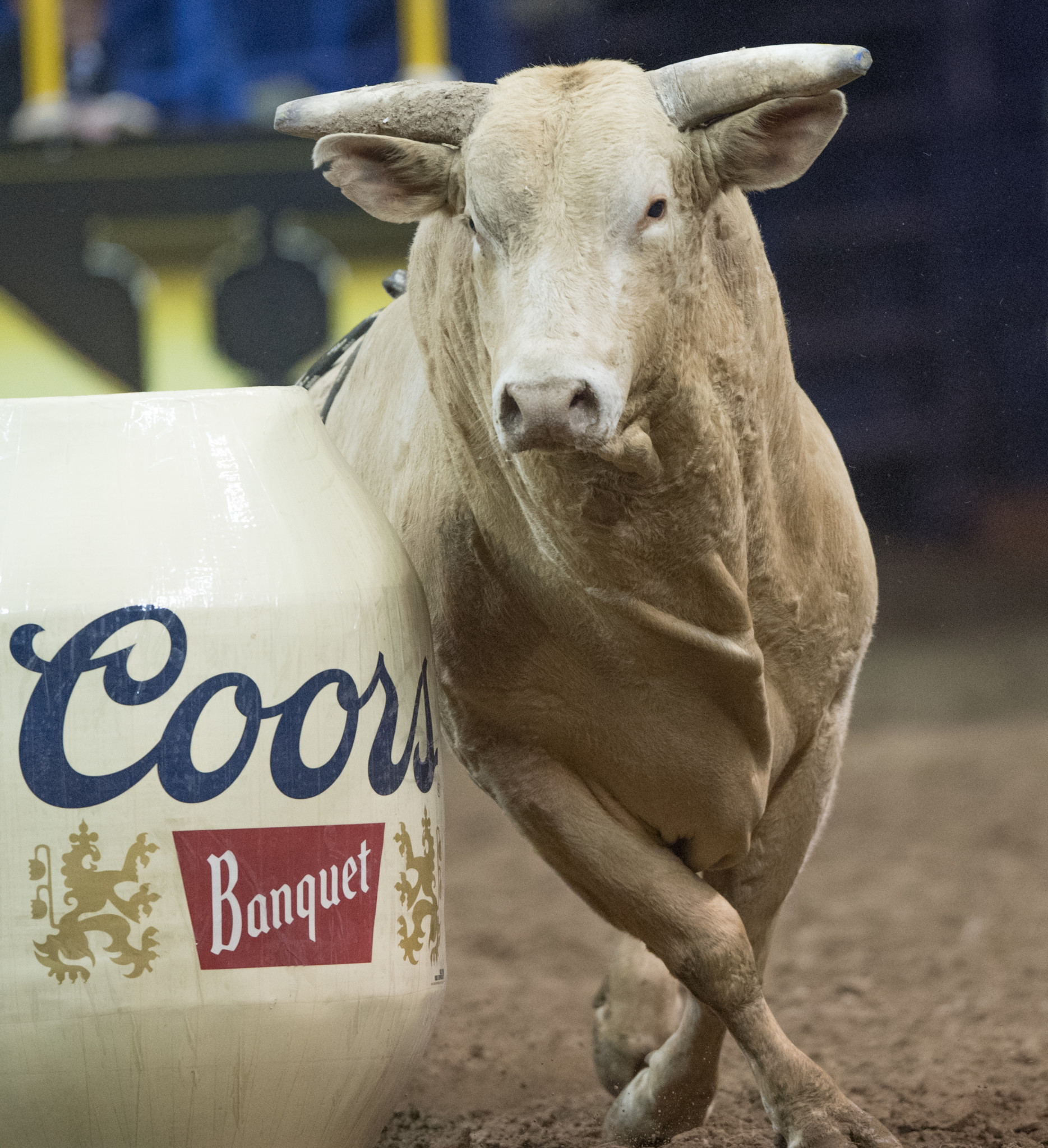 Four Star Rodeo Company’s bull headlines WNFR Top Stock