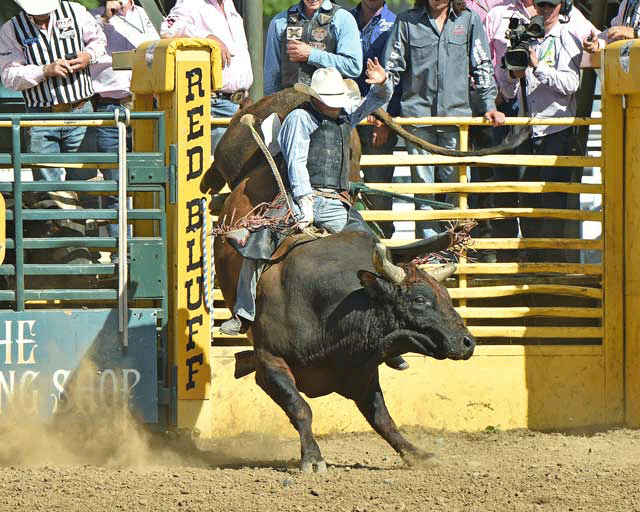 Volunteers Needed for the Red Bluff Round-Up