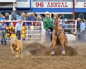 Cowboy on horseback roping a calf at a rodeo event.