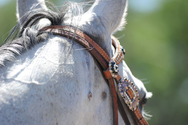 Wyoming Livestock Import Requirements