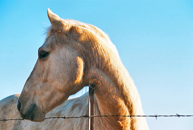 EHM case in Sheridan County reported to Wyoming State Veterinarian’s Office