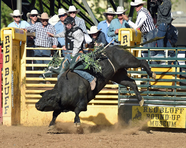 RED BLUFF CROWNS CHAMPIONS