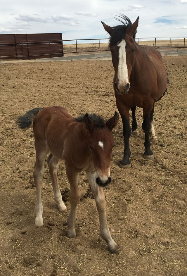 ProRodeo Hall of Fame Welcomes Horses