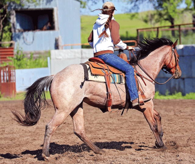 19th Annual Fulton Family Performance Horse and Production Sale