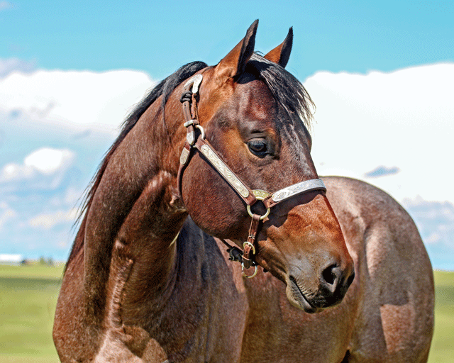 Full & Maternal Siblings Highlight  the 2019 Fulton Sale