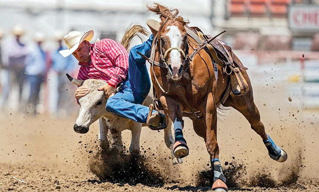 Featured Athlete: Baby the Steer Wrestling Horse