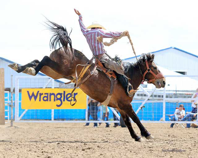 BUCKING HORSE SALE – 2021 RESULTS