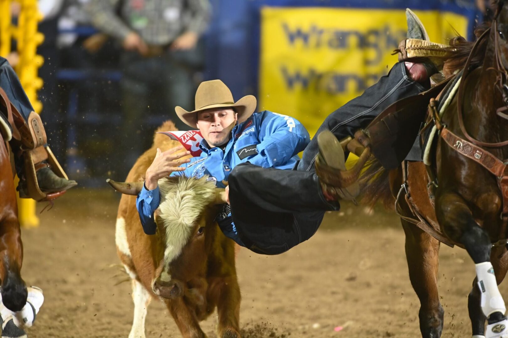 Community Coffee: Rowdy Parrott